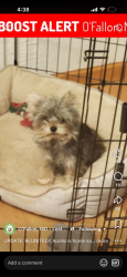 Lost Male Dog last seen Merribrook ln, O'Fallon, MO 63368