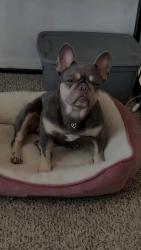 Lost Female Dog last seen Fallbrook and green plaza drive, Houston, TX 77038