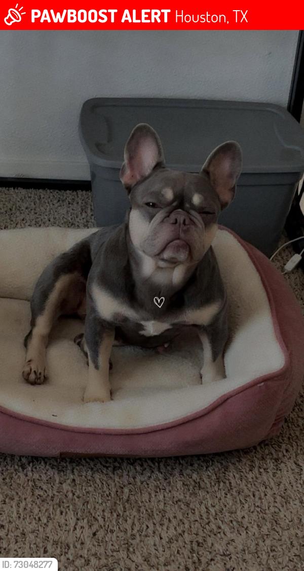 Lost Female Dog last seen Fallbrook and green plaza drive, Houston, TX 77038