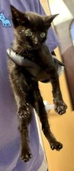 Shelter Stray Female Cat last seen Near Robinson Ave, 30079, GA, 3280 Chamblee Dunwoody Rd, Chamblee, GA 30341, USA