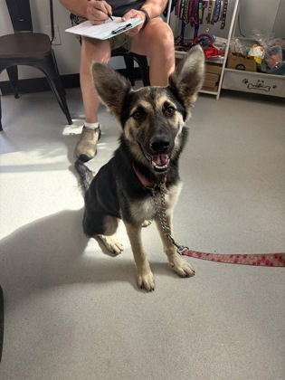 Shelter Stray Female Dog last seen cemetary, City of Alvarado, TX, 602 S Pkwy Dr, Alvarado, TX 76009, USA