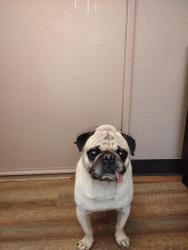 Found/Stray Male Dog last seen Macy St, San Bernardino, CA 92410