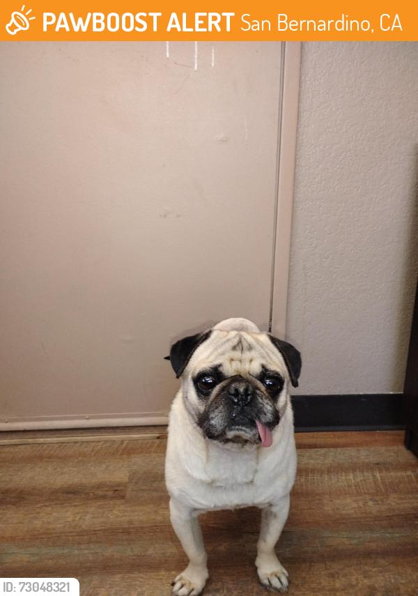 Found/Stray Male Dog last seen Macy St, San Bernardino, CA 92410