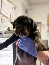 Shelter Stray Female Dog last seen Acradia Dr, Knox County GP, TN, 3201 Division St, Knoxville, TN 37919, USA