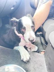 Reunited Female Dog last seen Near N Courtenay Pkwy, Merritt Island, FL 32953, Merritt Island, FL 32953