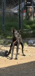 Shelter Stray Female Dog last seen Near Handley Dr, East District, TX, 355 Hillshire Dr, Haslet, TX 76052, USA