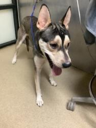Shelter Stray Male Dog last seen Near Williing Ave, Central District, TX, 355 Hillshire Dr, Haslet, TX 76052, USA