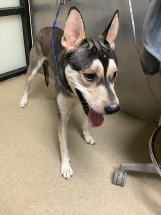Shelter Stray Male Dog last seen Near Williing Ave, Central District, TX, 355 Hillshire Dr, Haslet, TX 76052, USA