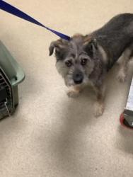 Shelter Stray Male Dog last seen Near S Hulen, West District, TX, 355 Hillshire Dr, Haslet, TX 76052, USA