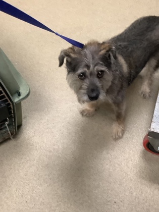 Shelter Stray Male Dog last seen Near S Hulen, West District, TX, 355 Hillshire Dr, Haslet, TX 76052, USA