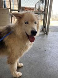 Shelter Stray Male Dog last seen Near Bind Dr, West District, TX, 355 Hillshire Dr, Haslet, TX 76052, USA