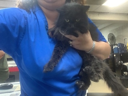 Shelter Stray Female Cat last seen Near Williing Ave, Central District, TX, 355 Hillshire Dr, Haslet, TX 76052, USA