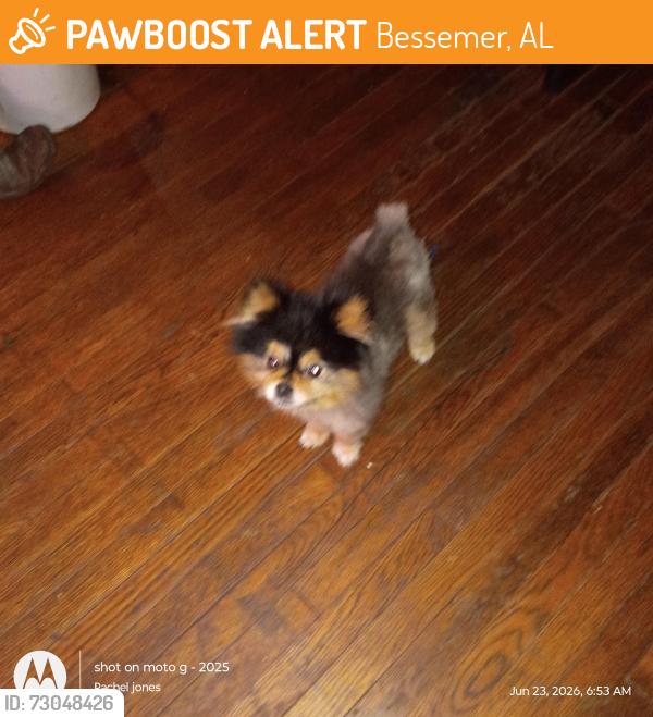 Found/Stray Male Dog last seen bessemer super highway, Bessemer, AL 35020