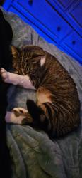 Lost Female Cat last seen Across from Fallon RV park, Fallon, NV 89406