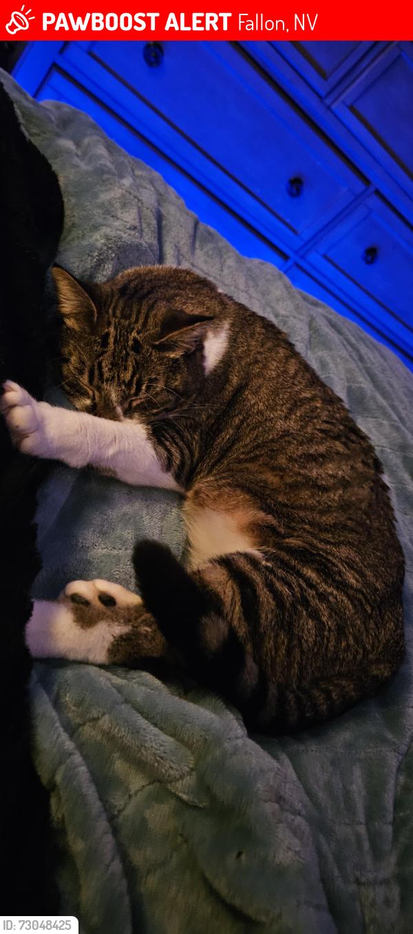 Lost Female Cat last seen Across from Fallon RV park, Fallon, NV 89406