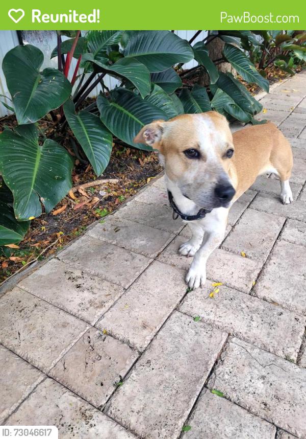 Reunited Male Dog last seen sw 36th Terrace and SW 17th street, Broward County, FL 33312