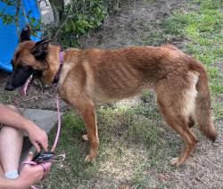 Found/Stray Female Dog last seen Sadler & 448A. Lake Jem, Lake County, FL 32757