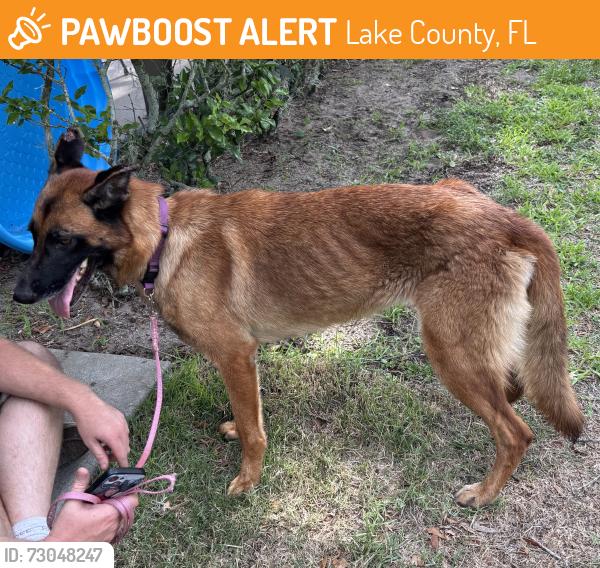 Found/Stray Female Dog last seen Sadler & 448A. Lake Jem, Lake County, FL 32757