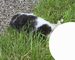 Found/Stray Unknown Cat last seen Other side of road, Swartz Creek, MI 48473