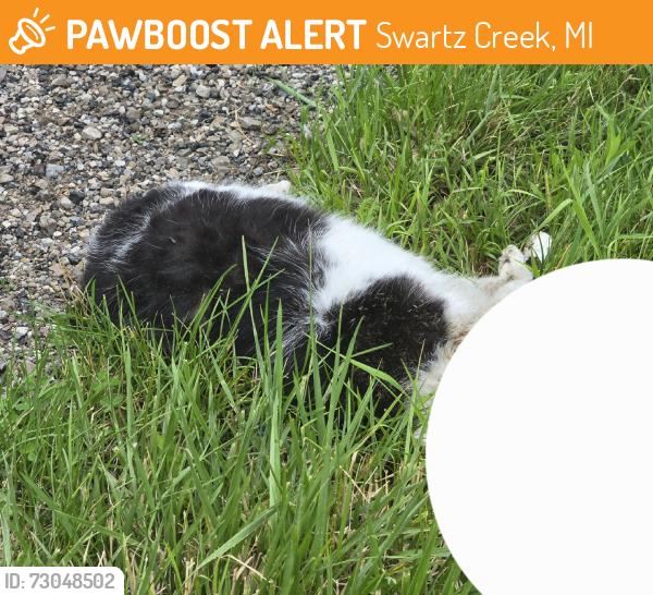 Found/Stray Unknown Cat last seen Other side of road, Swartz Creek, MI 48473