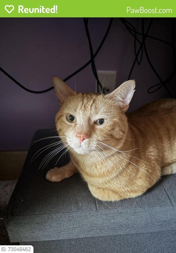 Reunited Male Cat last seen Between Rexford Dr. and Independence Ct., Bethlehem, PA 18020
