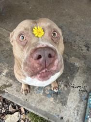 Lost Male Dog last seen Dallas Bruton rd, Dallas, TX 75217