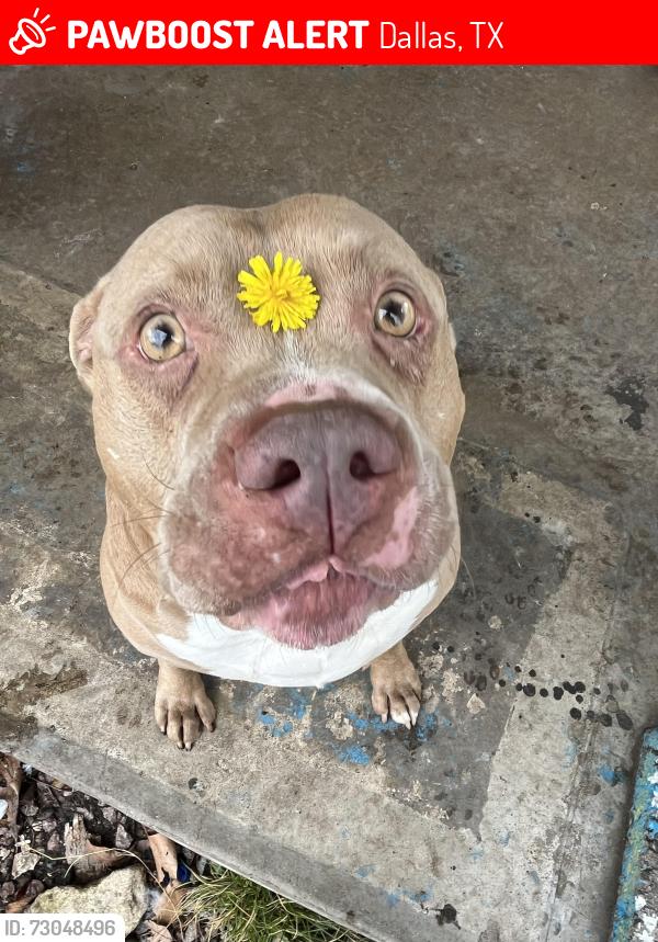 Lost Male Dog last seen Dallas Bruton rd, Dallas, TX 75217