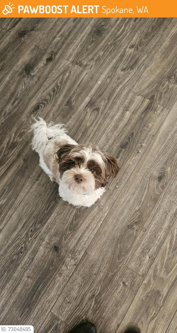 Found/Stray Male Dog last seen Riverside Ave; The Broadmoor apmts, Spokane, WA 99201