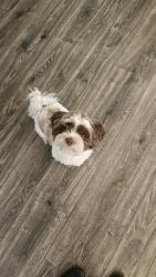 Found/Stray Male Dog last seen Riverside Ave; The Broadmoor apmts, Spokane, WA 99201