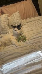Reunited Male Cat last seen Harvard and Perry , Denver, CO 80219