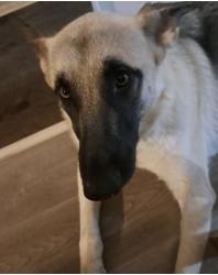 Reunited Female Dog last seen Goldfish road, Kannapolis, NC 28083