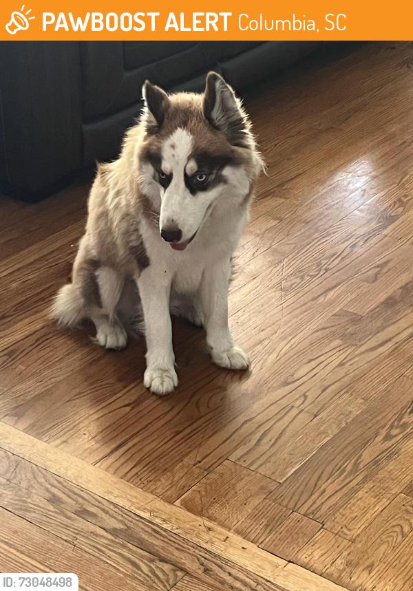 Found/Stray Female Dog last seen In front of Richland Northeast High School, Columbia, SC 29223