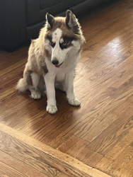 Found/Stray Female Dog last seen In front of Richland Northeast High School, Columbia, SC 29223