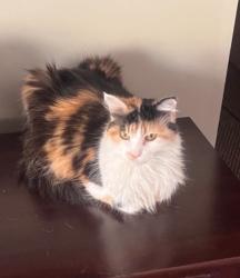 Lost Female Cat last seen Thompson Rd & Keystone Ave, Indianapolis, IN 46227