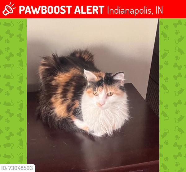 Lost Female Cat last seen Thompson Rd & Keystone Ave, Indianapolis, IN 46227