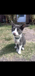 Lost Male Cat last seen Alligator Alley pet store, Oklahoma City, OK 73127