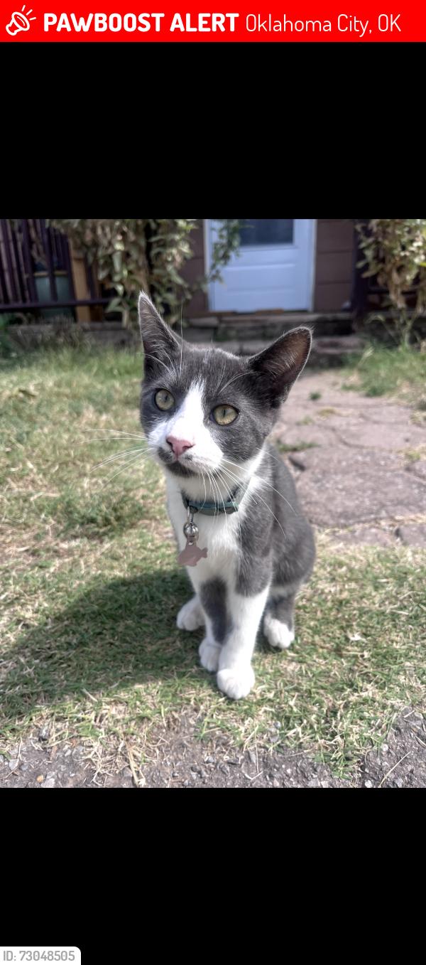 Lost Male Cat last seen Alligator Alley pet store, Oklahoma City, OK 73127