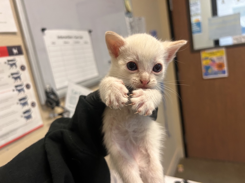 Shelter Stray Female Cat last seen Near Conifer Drive, Oceanside, CA, 92057, Oceanside, CA 92058, USA