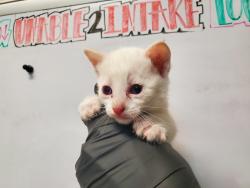 Shelter Stray Female Cat last seen Near Conifer Drive, Oceanside, CA, 92057, Oceanside, CA 92058, USA