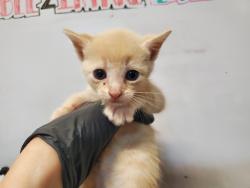 Shelter Stray Female Cat last seen Near Conifer Drive, Oceanside, CA, 92057, Oceanside, CA 92058, USA