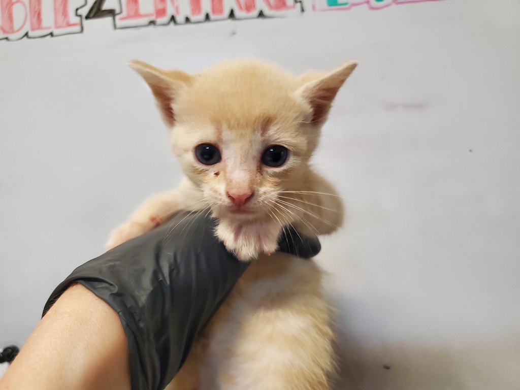 Shelter Stray Female Cat last seen Near Conifer Drive, Oceanside, CA, 92057, Oceanside, CA 92058, USA
