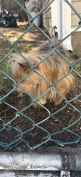 Found/Stray Unknown Dog last seen In backyard, Paterson, NJ 07501