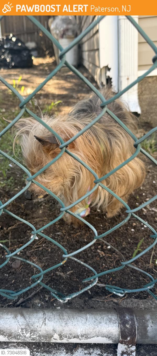Found/Stray Unknown Dog last seen In backyard, Paterson, NJ 07501