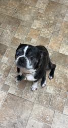 Reunited Male Dog last seen Peabody rd. and Newham way, Kissimmee, FL 34758
