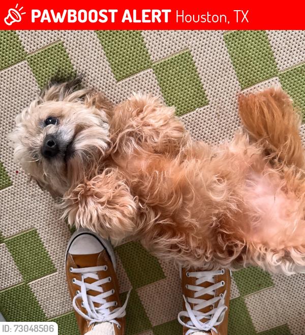 Lost Female Dog last seen Tuam and Austin , Houston, TX 77004