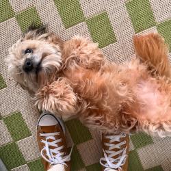 Lost Female Dog last seen Tuam and Austin , Houston, TX 77004