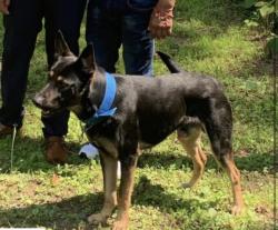 Reunited Male Dog last seen Gold fish road, Kannapolis, NC 28083