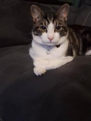 Lost Male Cat last seen Central Avenue, Central Avenue Shops, Anderson Crescent, Beeston Fields School, Alderman Close, Beeston, England NG9 2PT