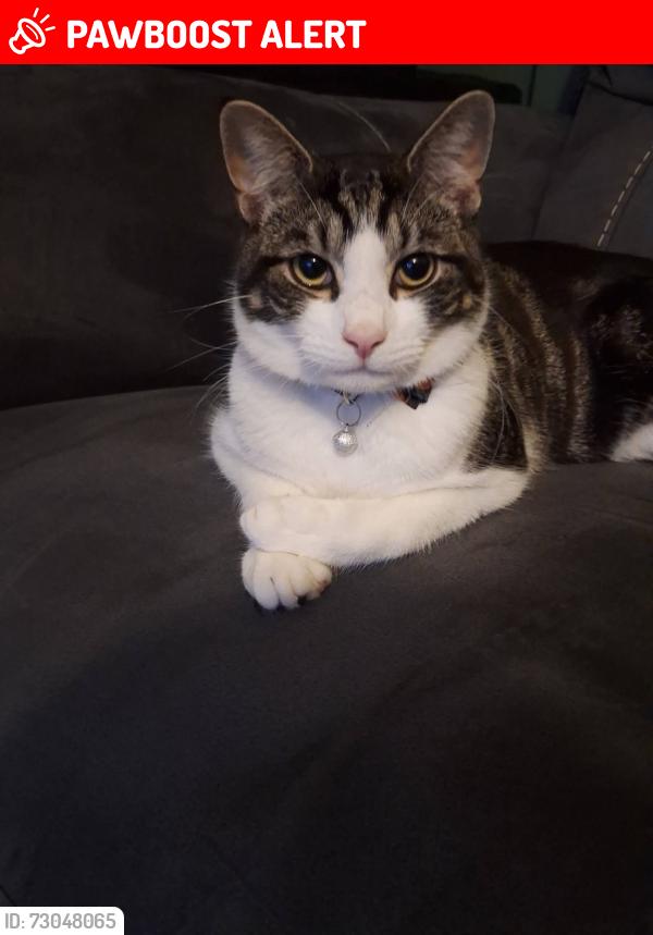 Lost Male Cat last seen Central Avenue, Central Avenue Shops, Anderson Crescent, Beeston Fields School, Alderman Close, Beeston, England NG9 2PT