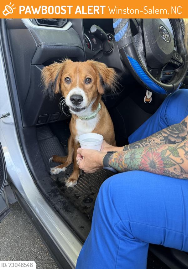 Found/Stray Male Dog last seen Near Today’s woman ave, Winston-Salem, NC 27105
